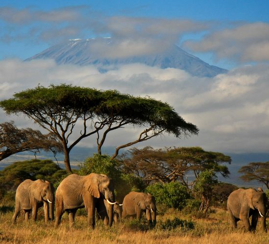 Elephant family in front of Mt. Kilimanjaro, kenya