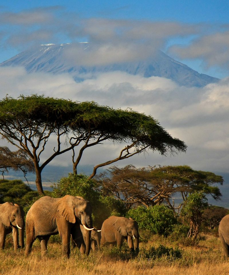 Elephant family in front of Mt. Kilimanjaro, kenya